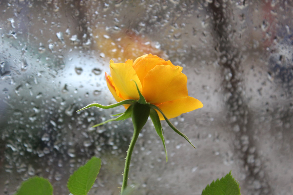 Роза на фоне дождя - Гулько Т