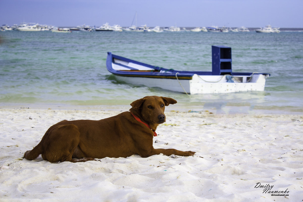 Собачка на пляже - Дмитрий Иванов