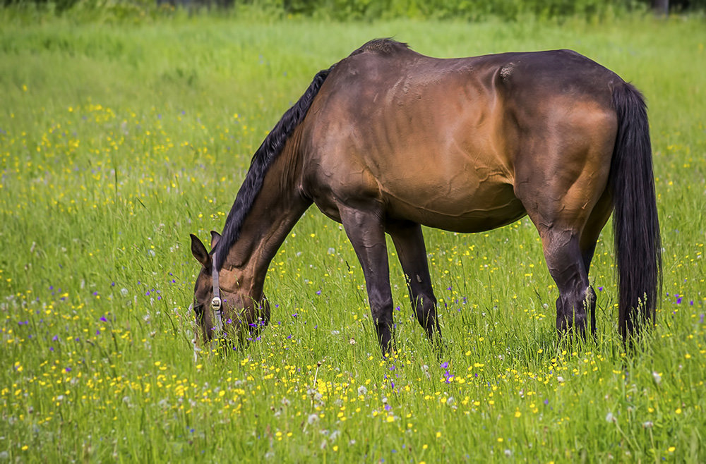 Лошадь - oldmrock 