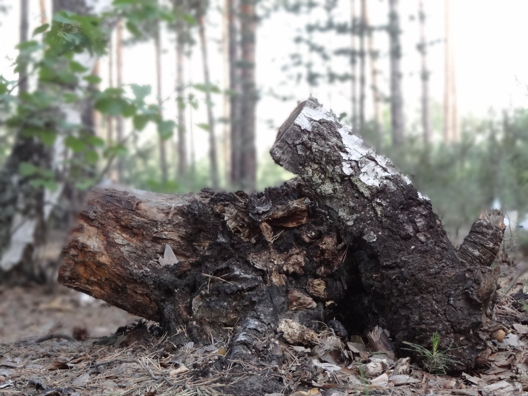 лесная камасутра... - люба 