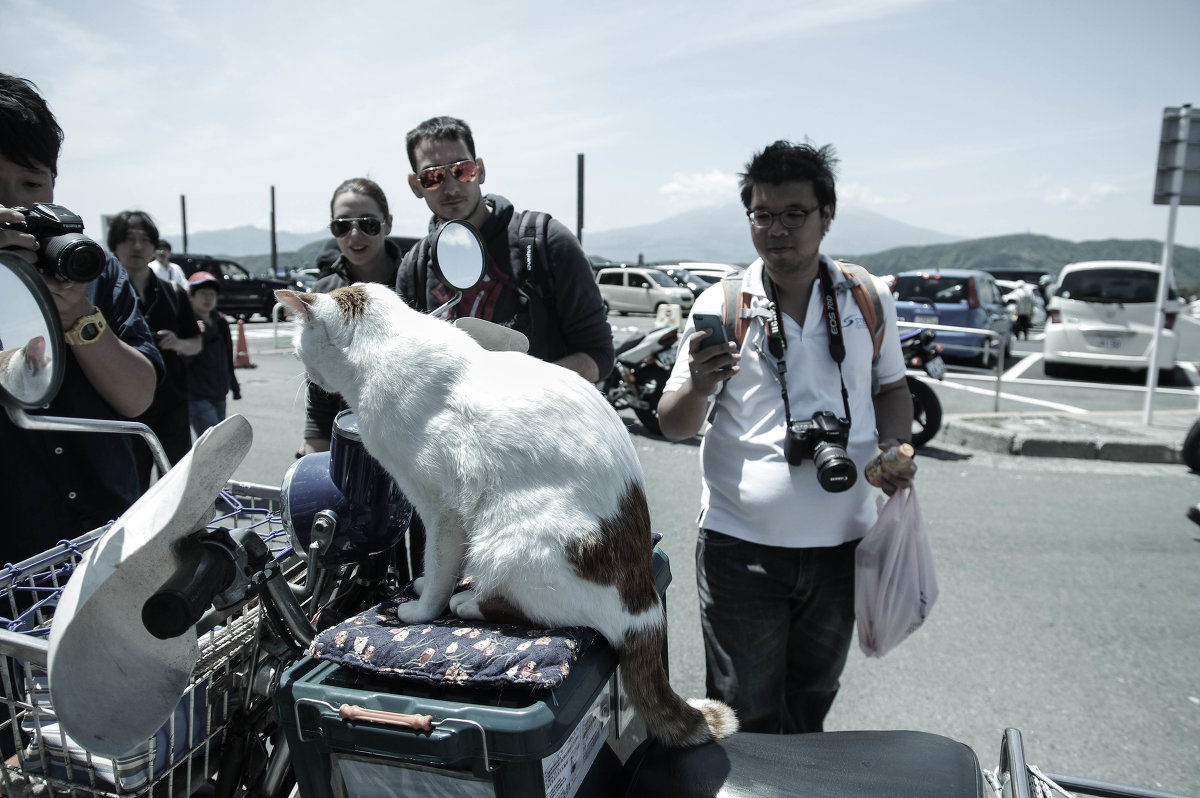 Moto-cat: photo session)) - Nina Uvarova