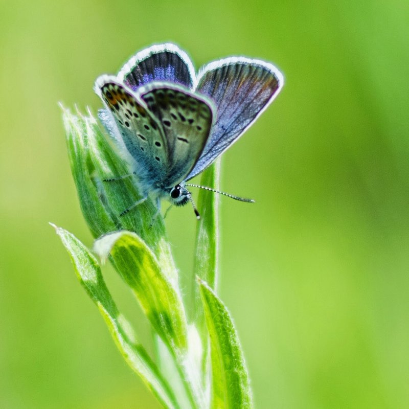 Бабочка голубянка на тархуне - Мария Рябкова