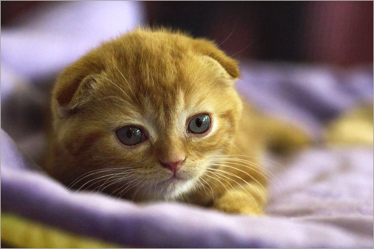 Scottish Fold -2 - Елена Belika