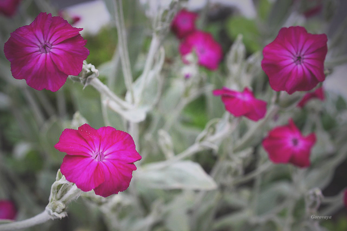 little flowers - Inna Radchenko (Gorovaya)