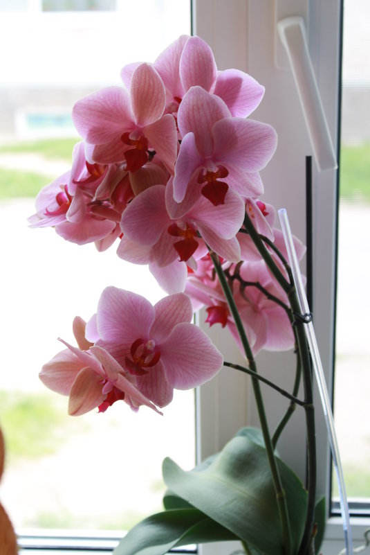 орхидея - Ирина Рыкина