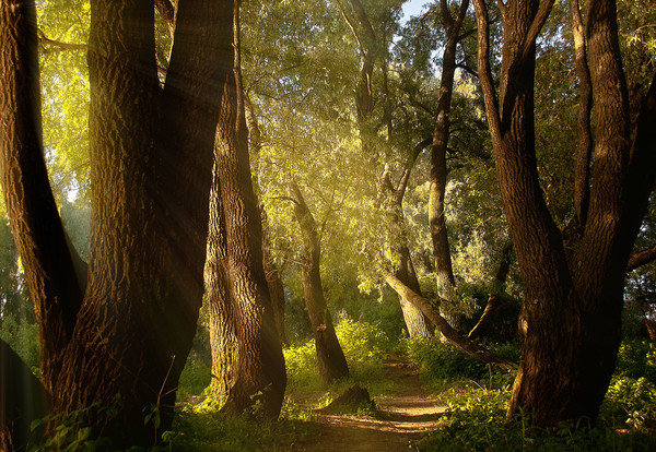 сказочный лес - Виталий Исаев