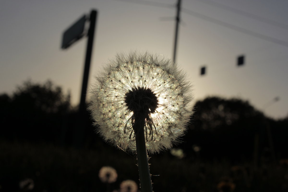 Dandelion - Андрей Сорокин