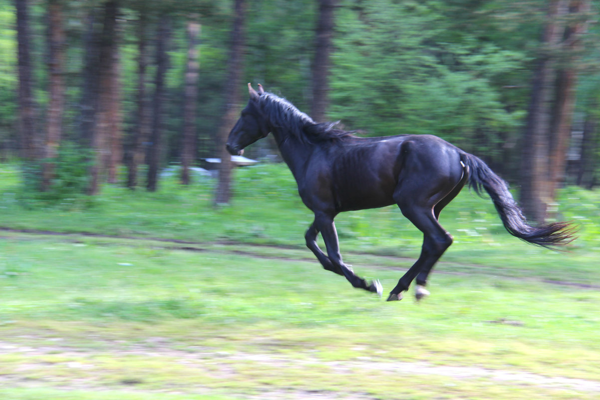 Летящий конь - Светлана Попова