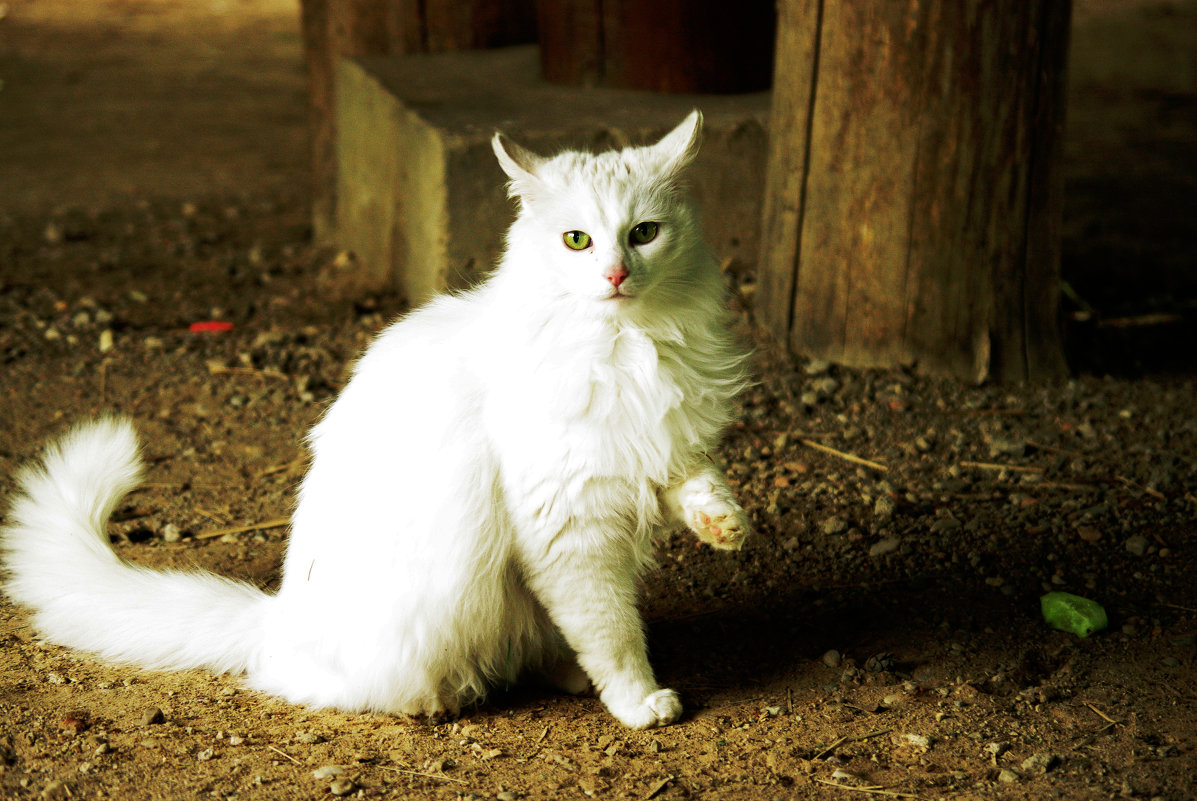 Белый кот - попрошайка - Ollfun 
