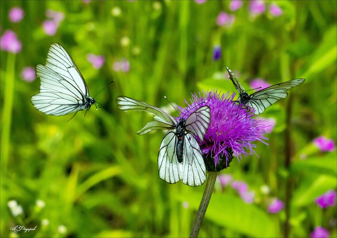бабочки - Александр Фёдоров