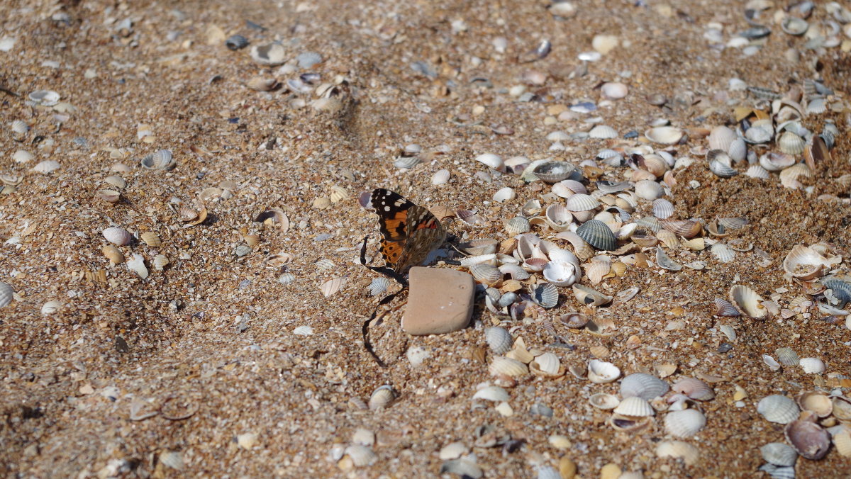 Бабочка на пляже - Ольга Ходус