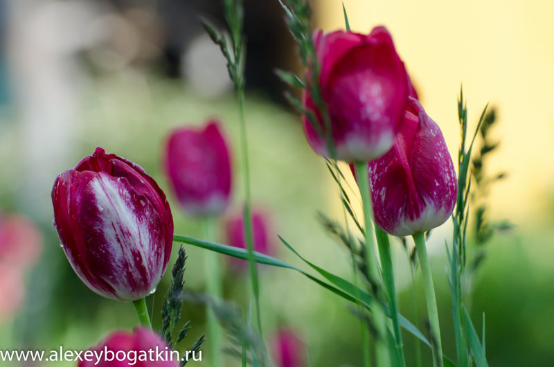 Тюльпаны - Alexey Bogatkin