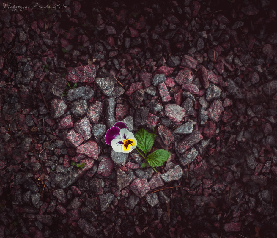 Каменное сердце - Аннета Матыцына