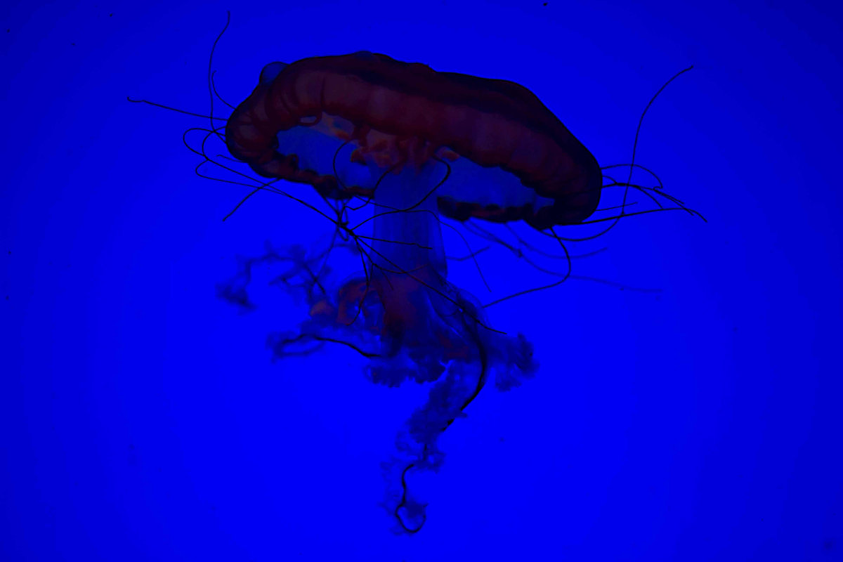 Таинственный мир медуз. г. Урумчи - Юлия Пахомова