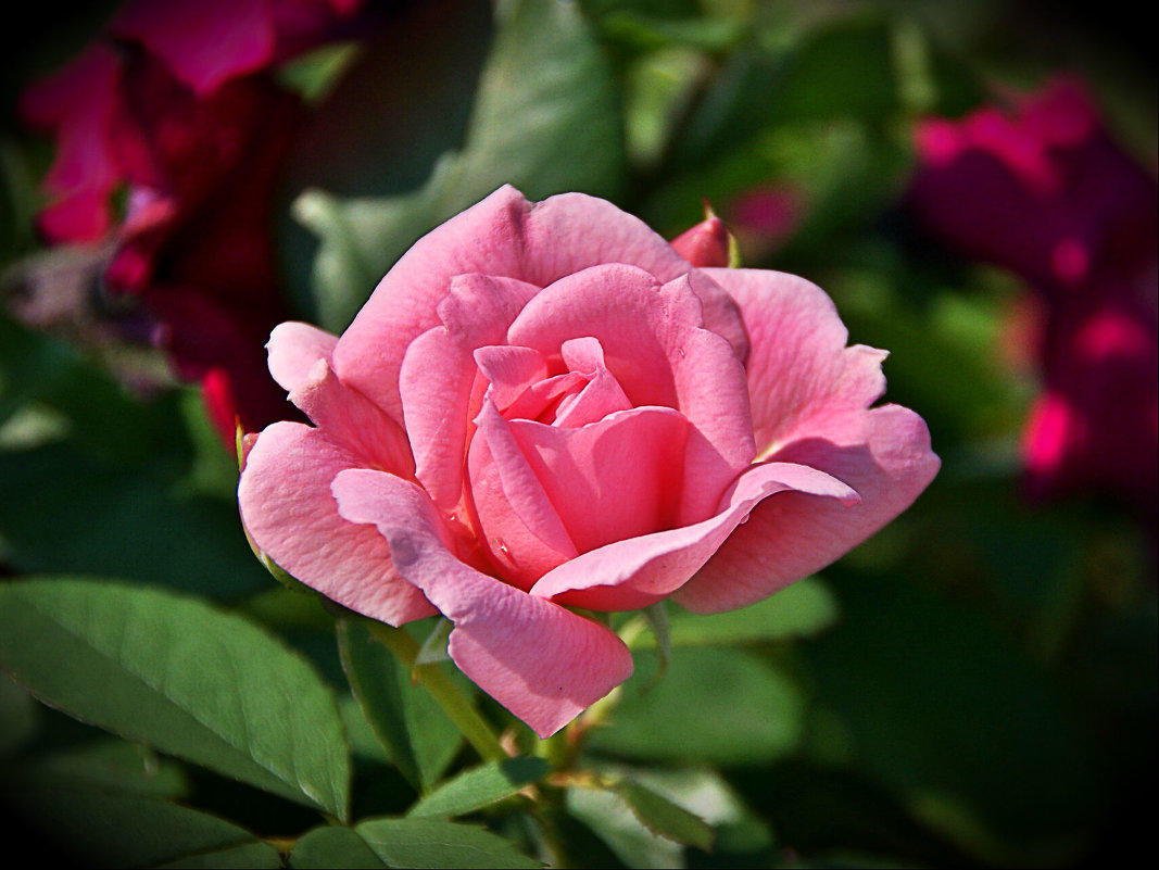 Розовая роза - Наталия Короткова