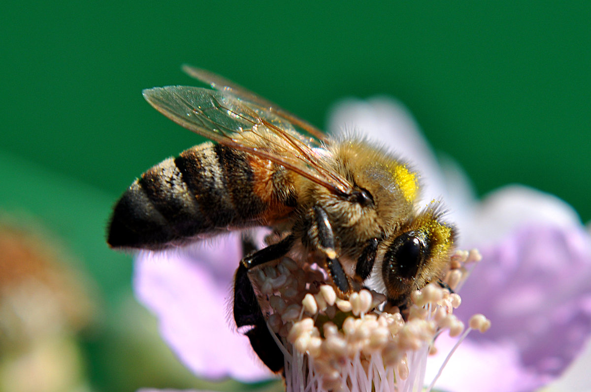 пчела - A N U B I S Mariupol