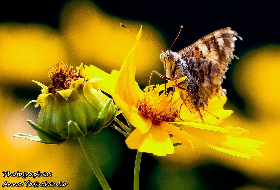 butterfly on flower - Анна Ященко