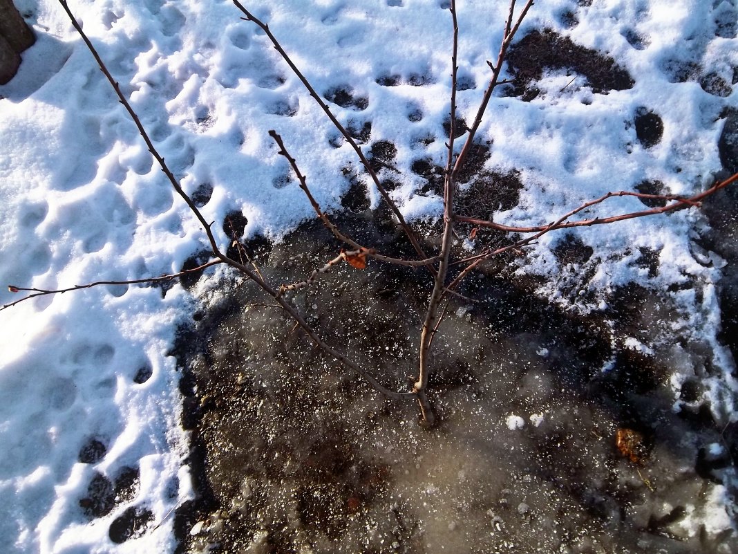 дерево в замёрзшей лужине - Татьяна Королёва
