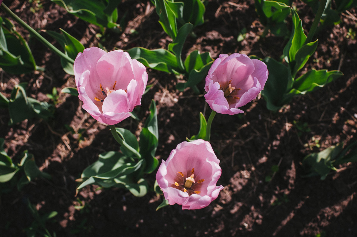 Тюльпаны розовые - Сказка N
