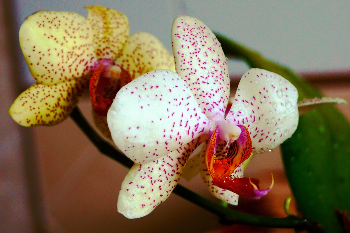 Не дикая орхидея. :) - Андрей 
