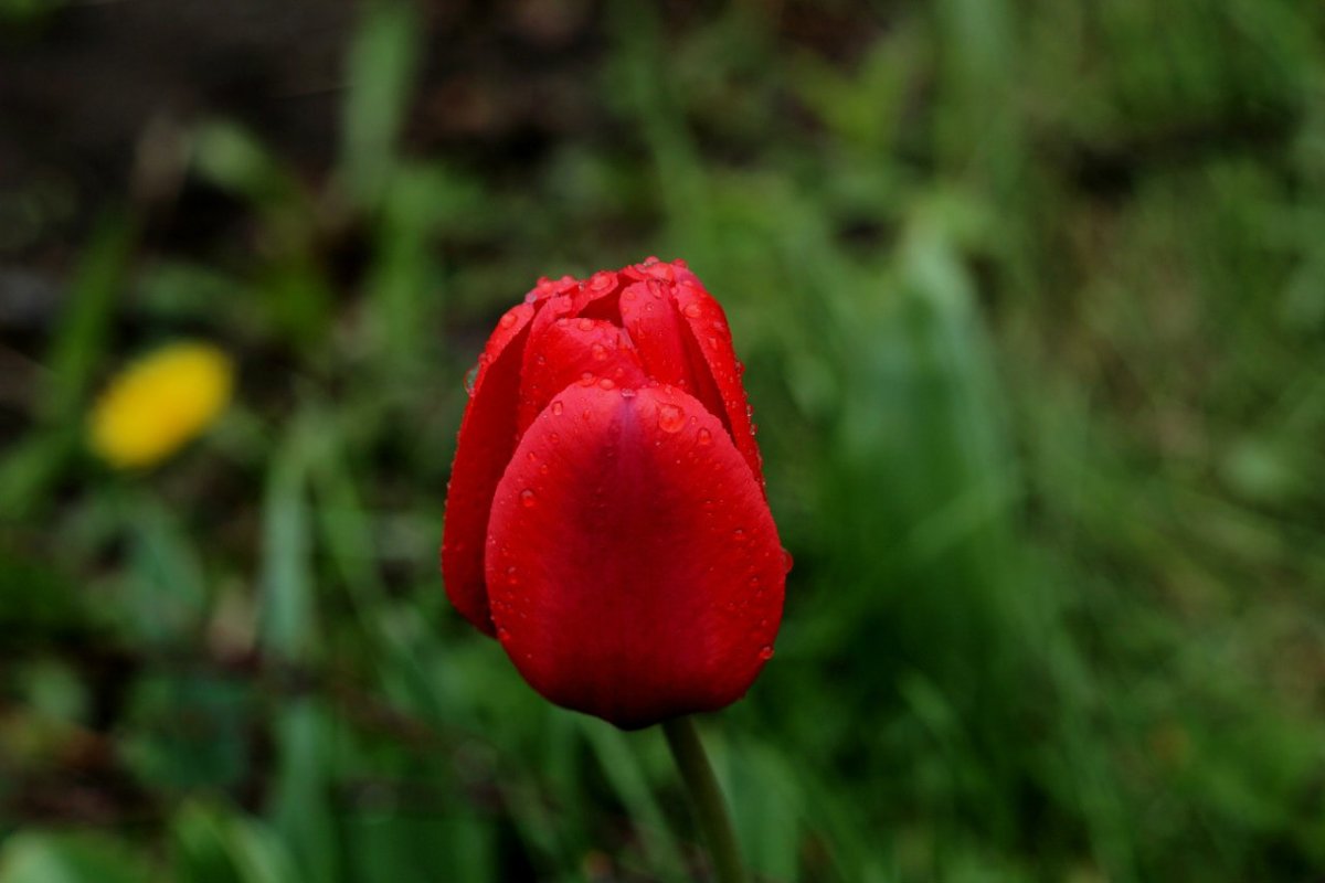 тюльпан в саду - Наталья Солнышко