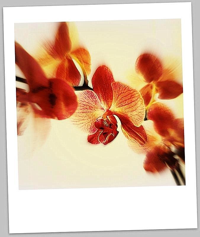 Орхидея на Полароиде - A. SMIRNOV