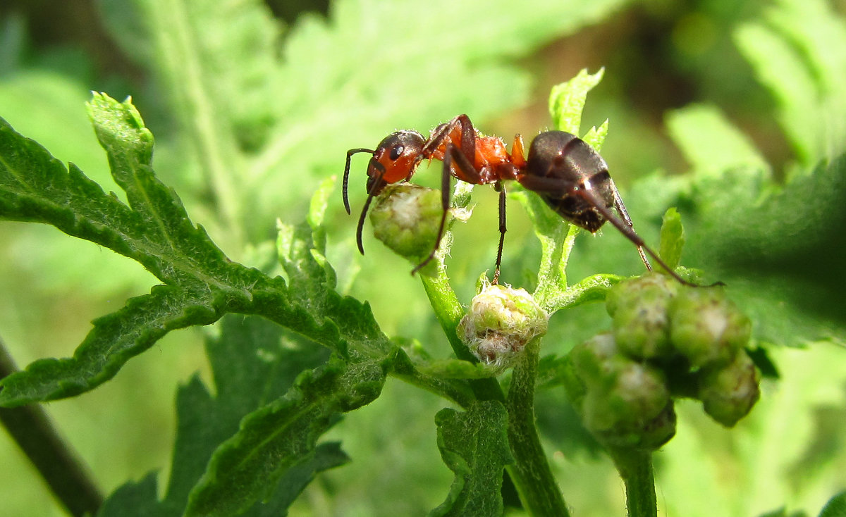 Из жизни муравьев - Елена 