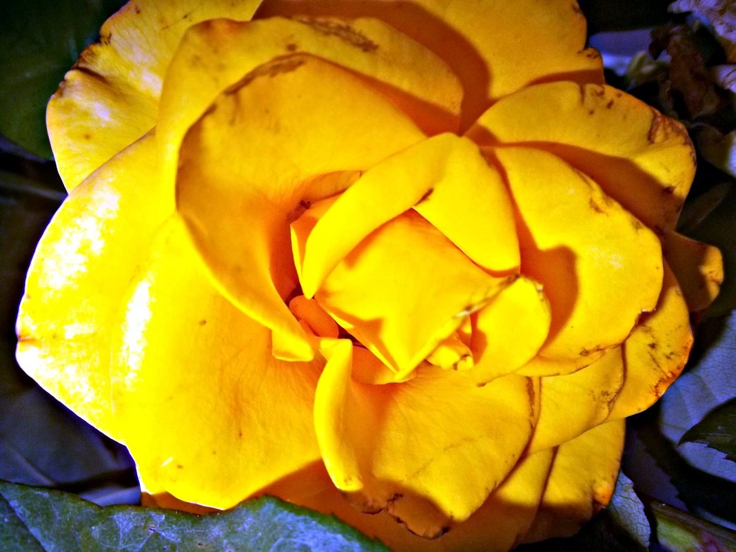 жёлтая роза - Татьяна Королёва
