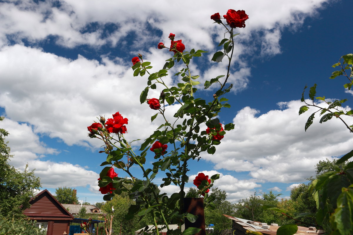 Розы и небо - александр пеньков