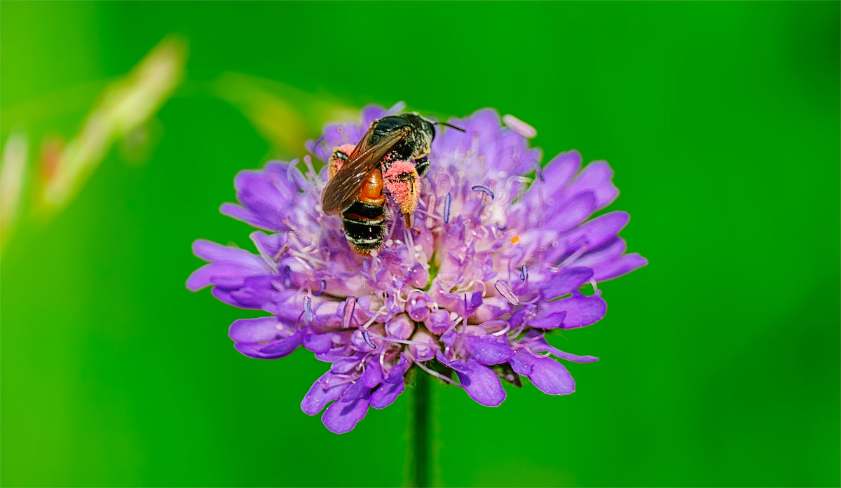 Пчёлка с двумя мешками собранной пыльцы. - Анатолий Клепешнёв
