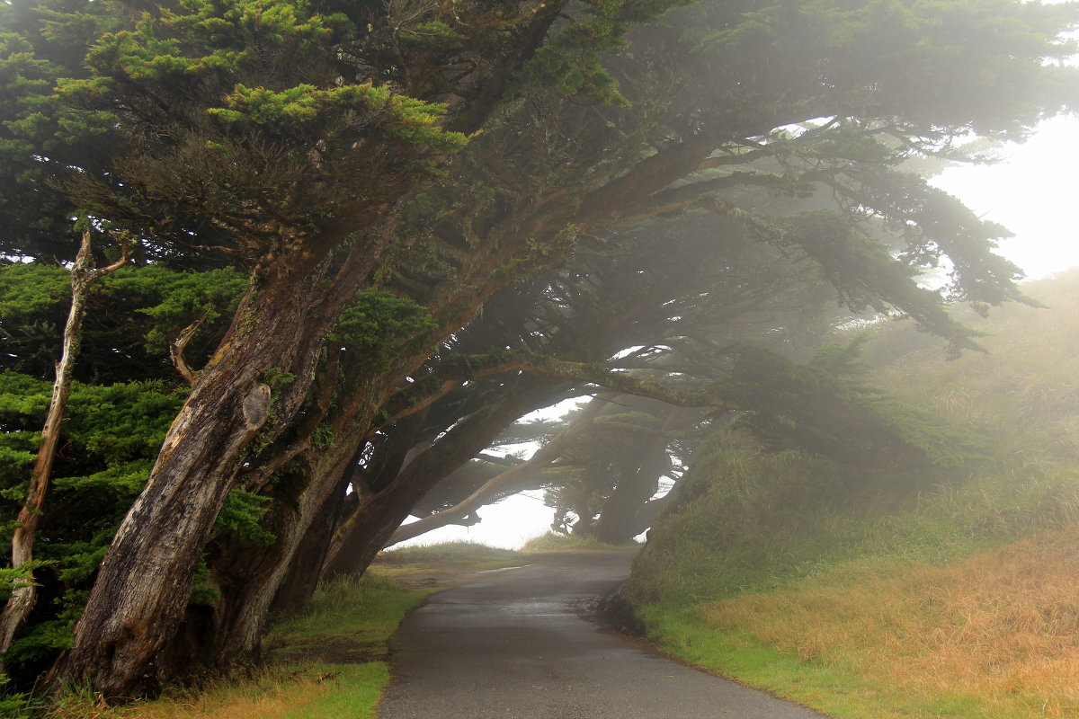 Point Reyes.Сила океанского ветра, туман. - Размик Марабян