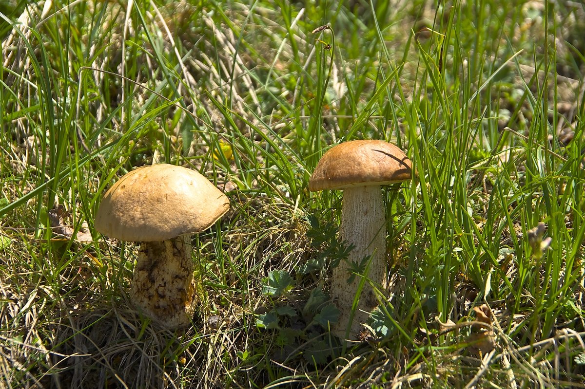 Первые грибы - Владимир Богославцев(ua6hvk)