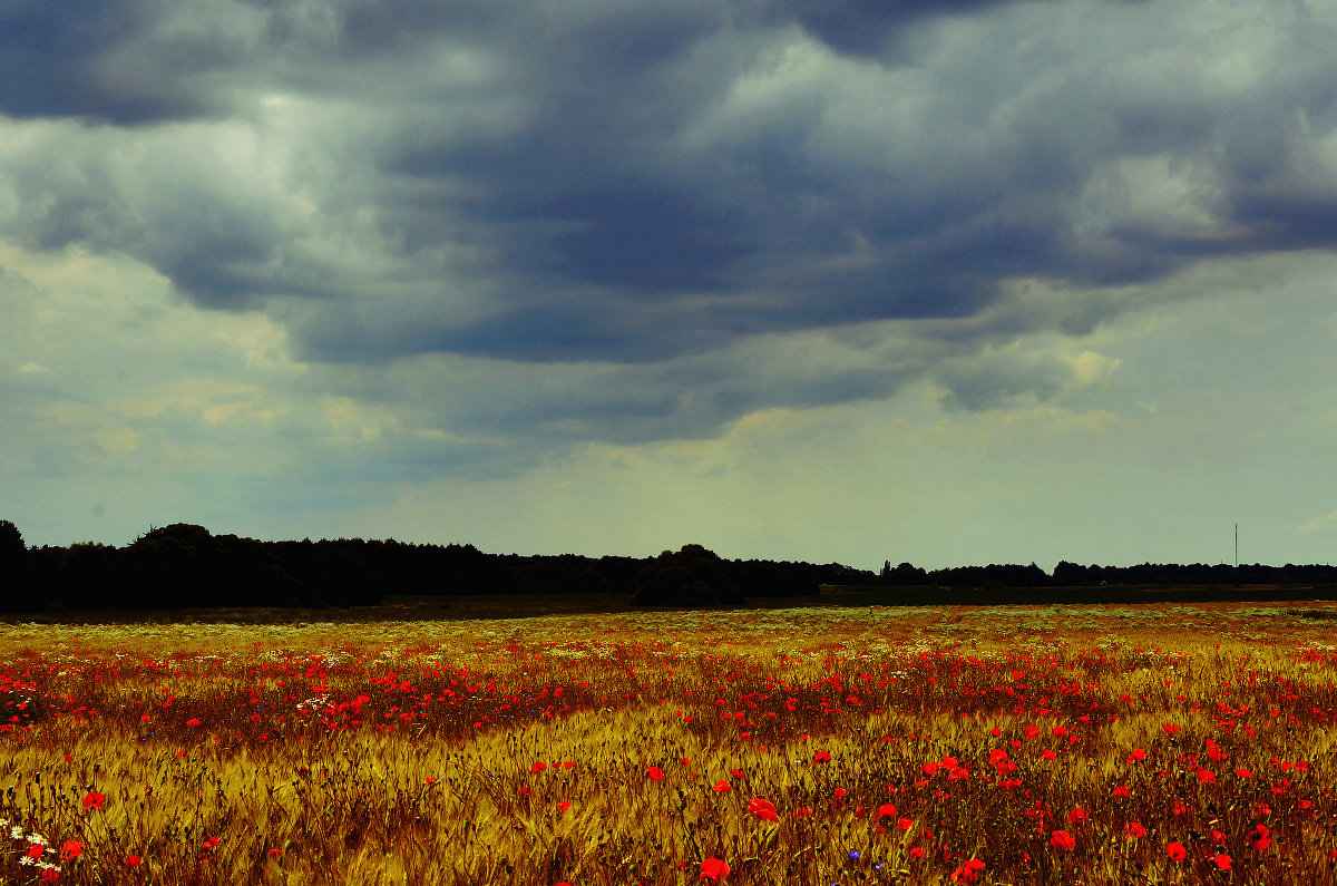 beautiful field - Дарина Черній
