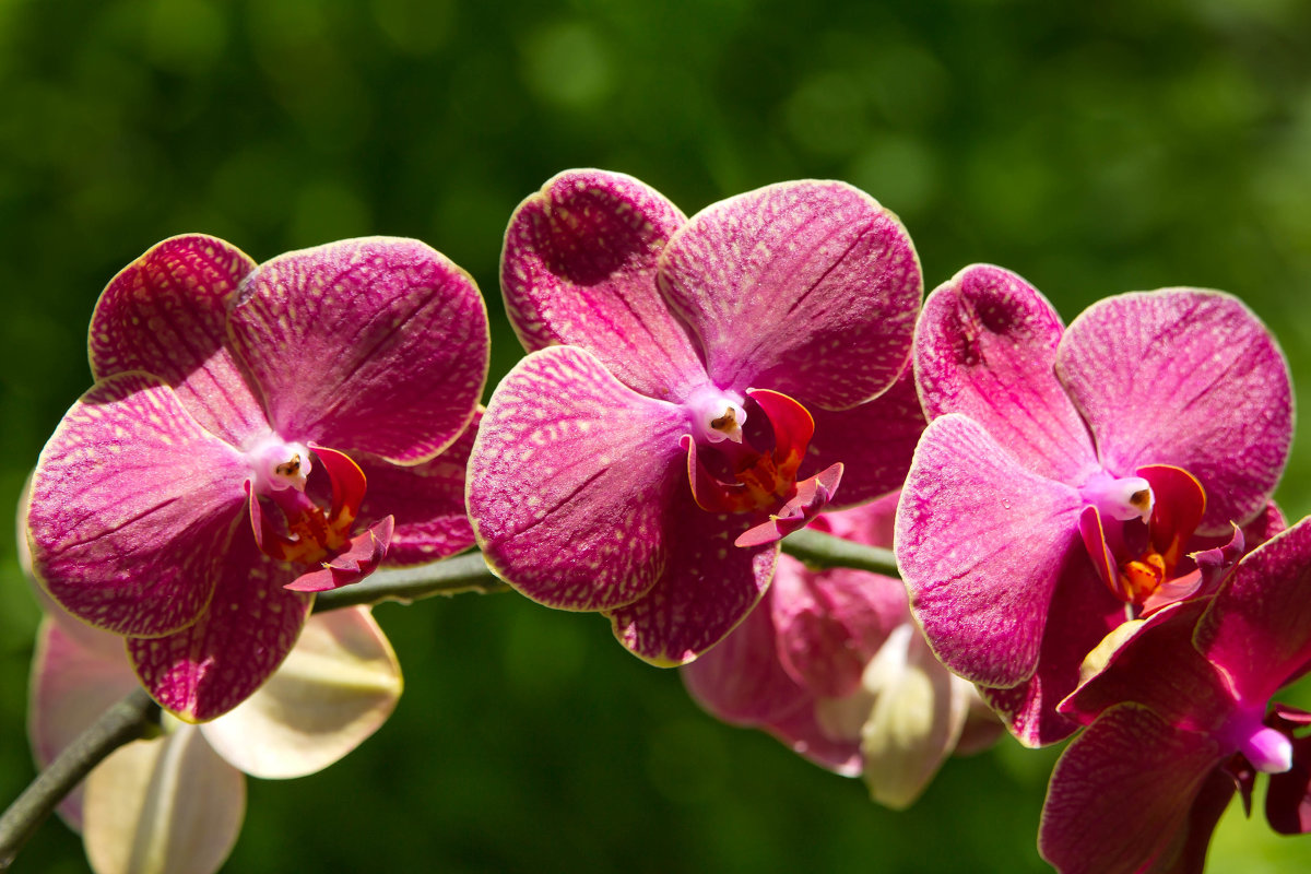 орхидея - Pavlusha *