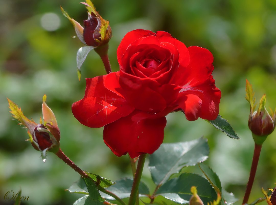 Красная роза с брюликом - OLCEN Лен