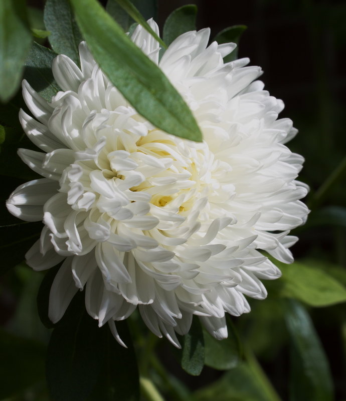 Белый цветок - валерия 