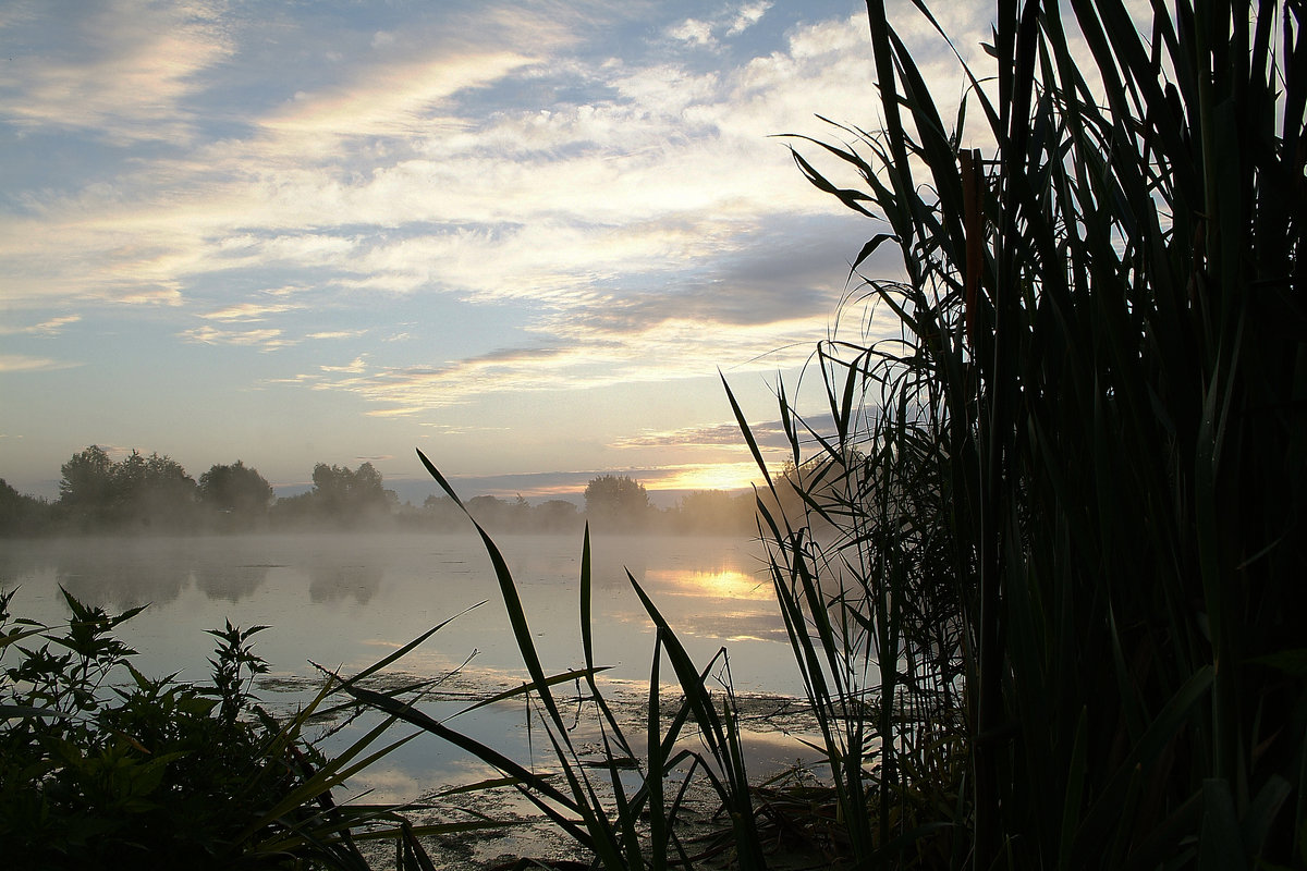 Утро на болоте - василий 
