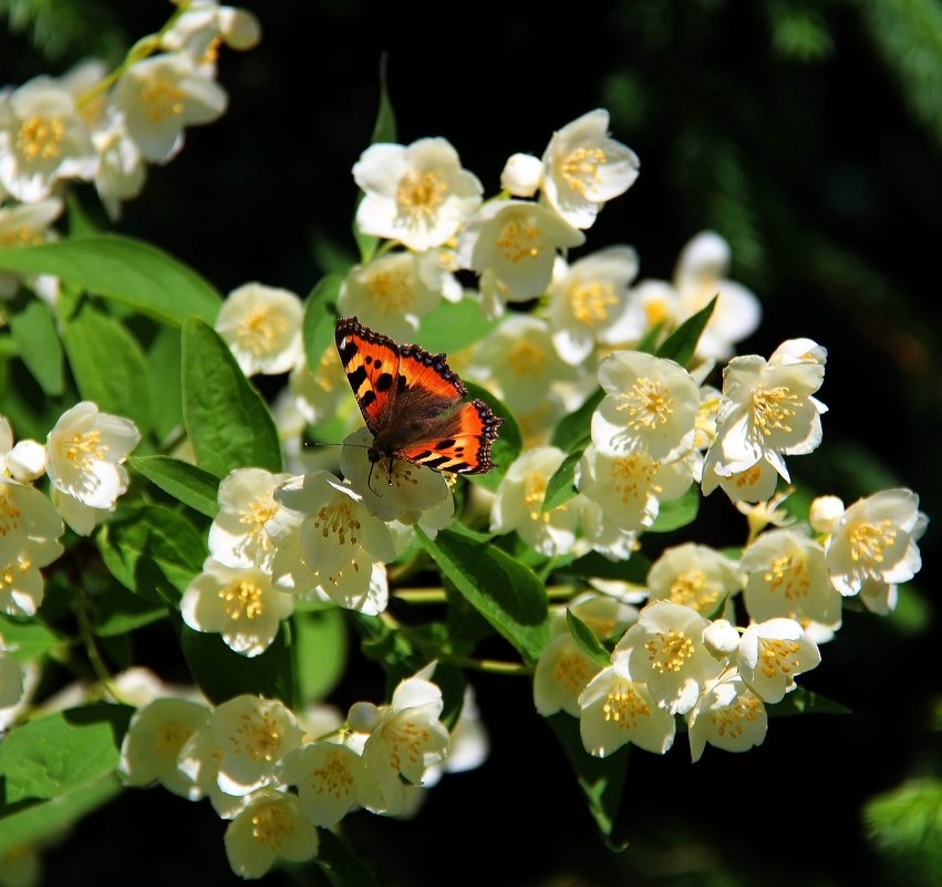 Бабочка на жасмине - Татьяна 