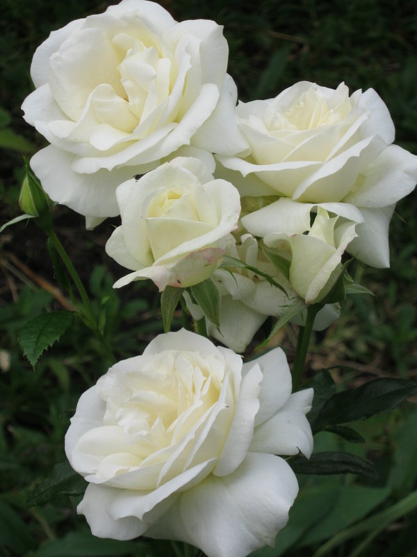 Белые розы... - галина 