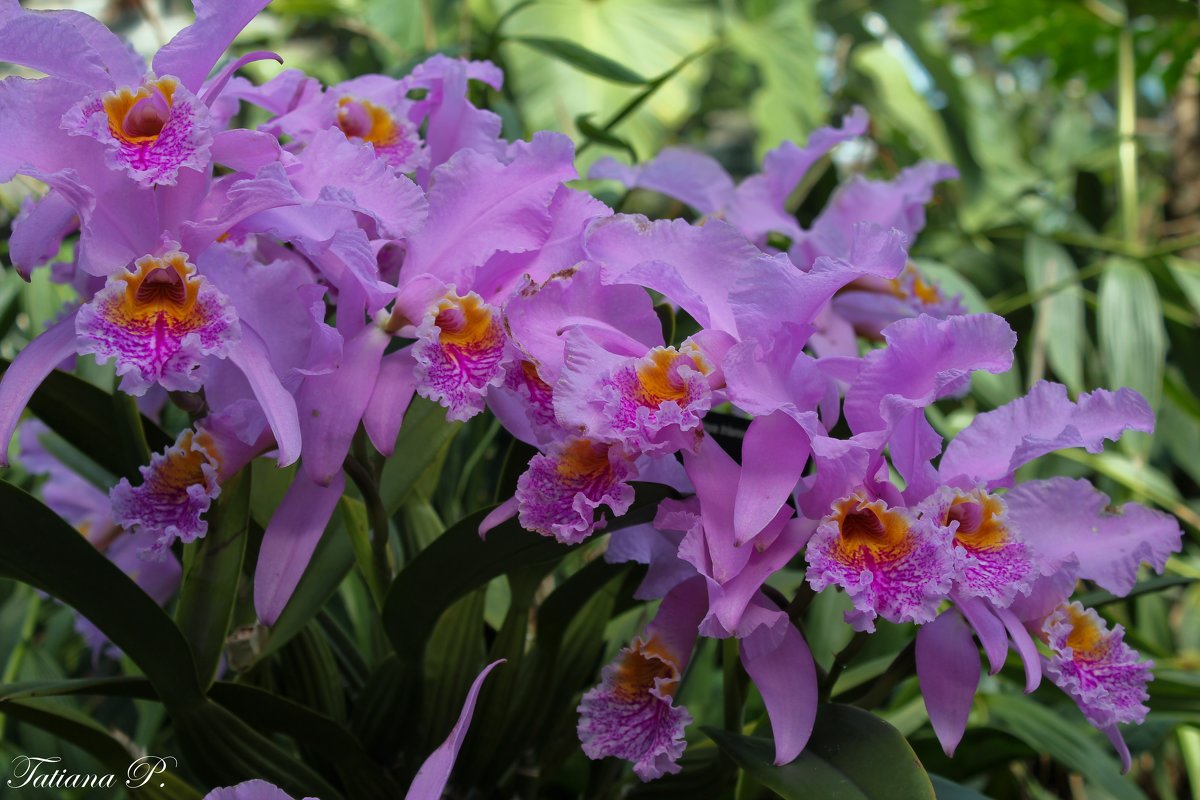 Орхидеи для вас - Tatiana P.
