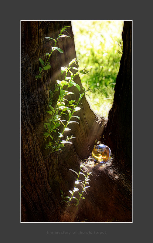 the mystery of the old forest - Станислав Лебединский