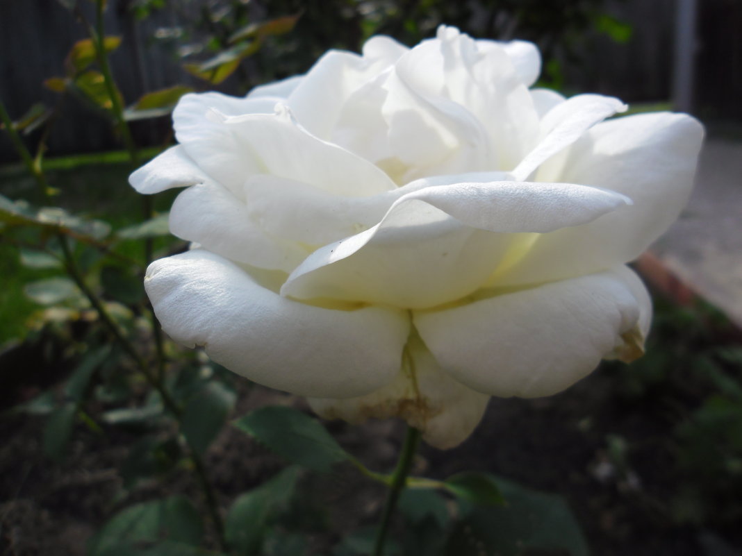 роза белая - Людмила 