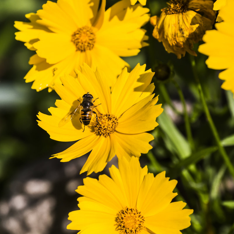 Пчела на цветке - Николай Николенко