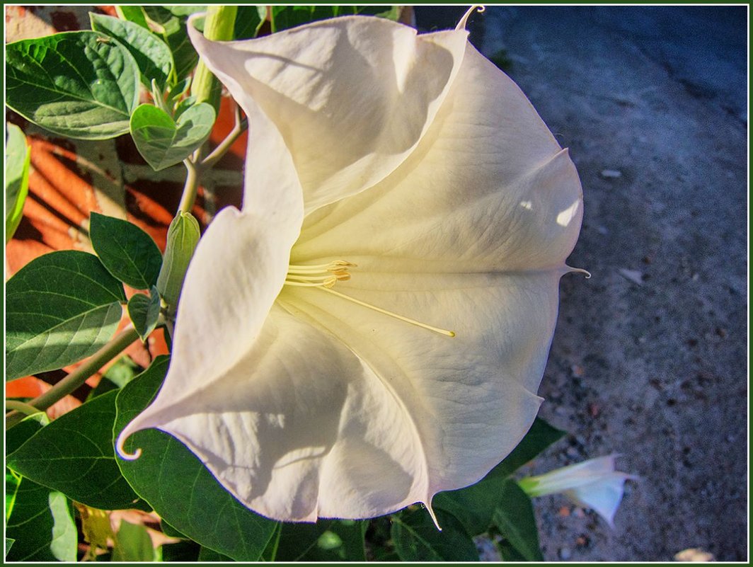 Цветок белый граммофон крупный
