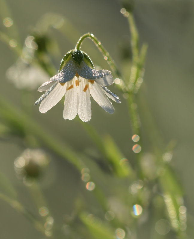 Маленький скромный цветочек - Надежда Лаврова