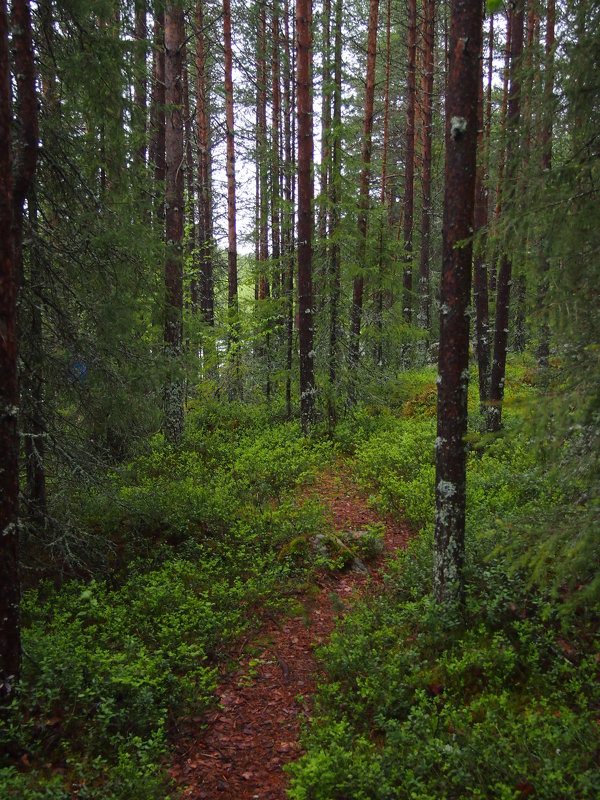 лес - Виктория Семенова