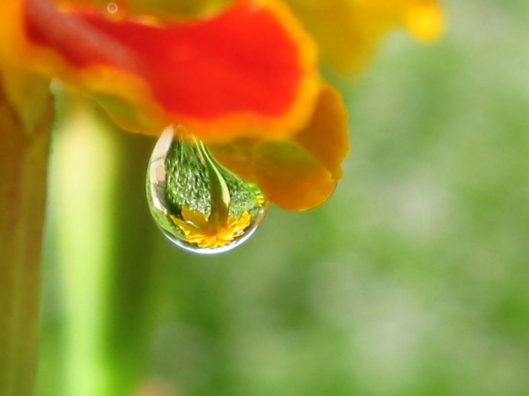 Цветочек в капельке дождя - Елена Palenavi