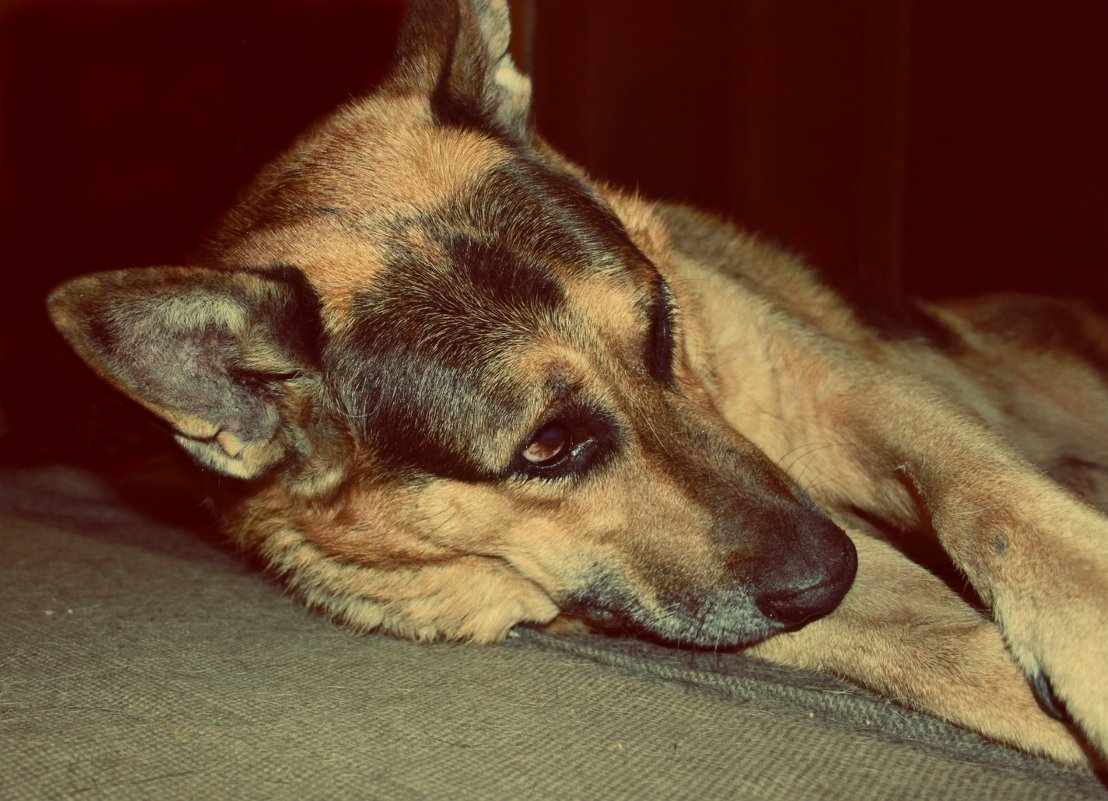 Мой собака - Даша Ткачук