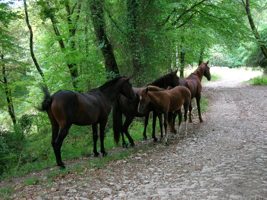 Табун лошадей в горах Кавказа - Олег Романенко