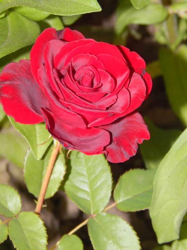 Красная роза - Дарья Неживая